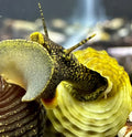 Yellow and green spiral snail shell from 2 Himalayan Rabbit Snails (Tylomelania marwotoae)