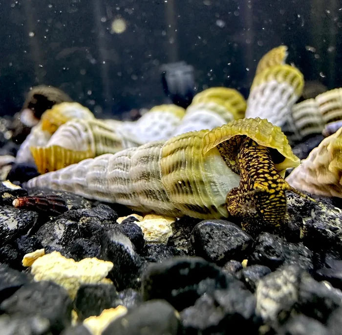 Himalayan Rabbit Snail (Tylomelania marwotoae) — live freshwater snail, spotted body