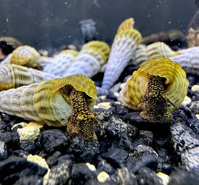 Yellow-brown spiral snail shell of Tylomelania marwotoae on rocky surface