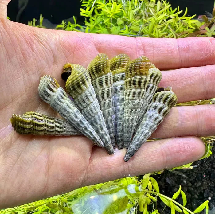 Hand holding green and brown striped seashells with 2 Himalayan Rabbit Snails