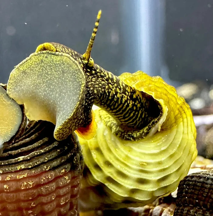 Green yellow spiral seashell with brown ridges, Himalayan rabbit snail