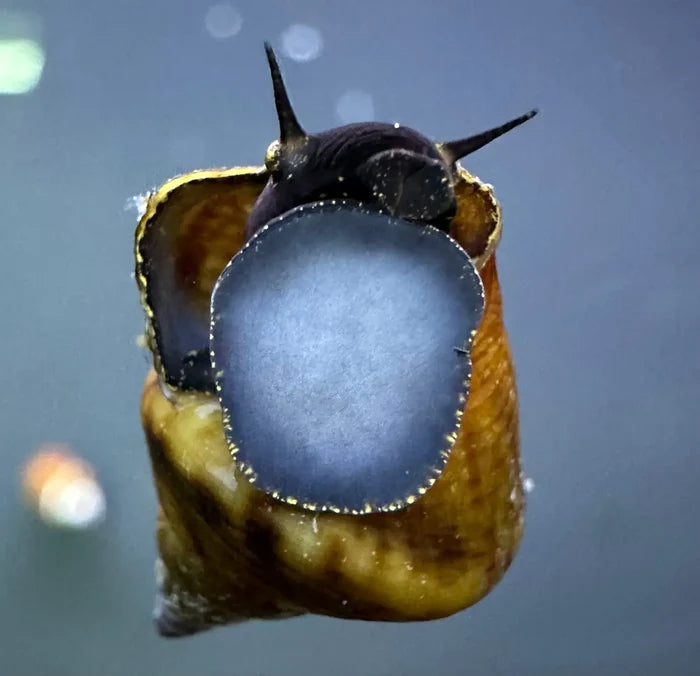 A close-up of a dark-bodied triangle rabbit snail with pointed antennae and a blue-gray marking on its brown shell