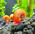 A vibrant orange red ramshorn snail with a glossy spiraled shell and translucent pink body crawling over dark gravel