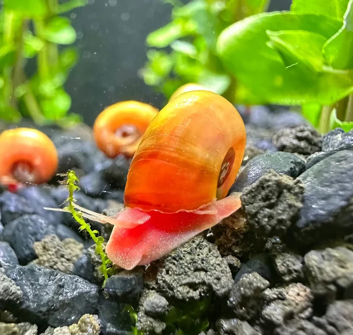 A vibrant orange and red red ramshorn snail with a glossy spiraled shell crawling over dark gravel aquatic environment