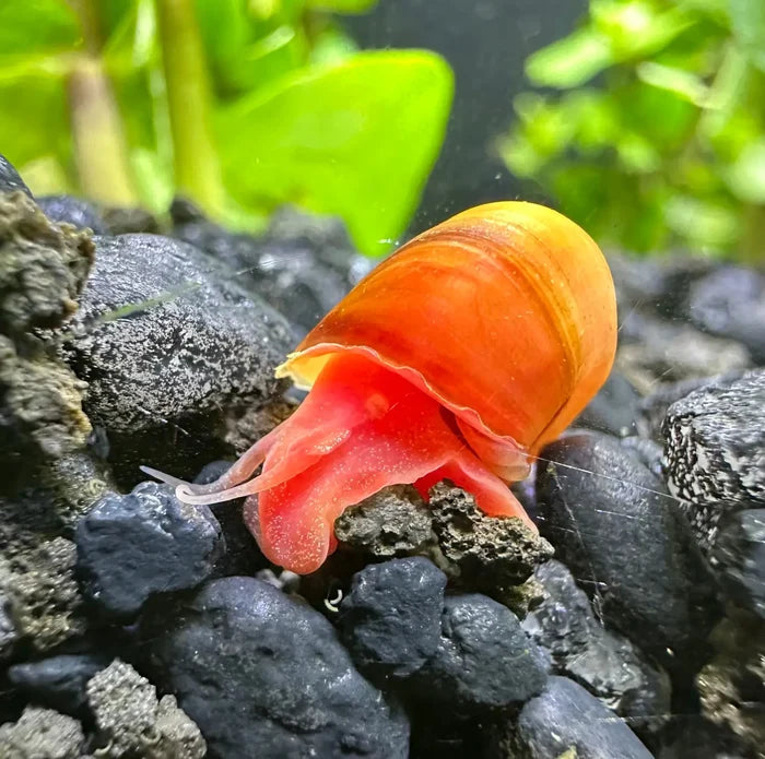 A vibrant orange and red ramshorn snail with a glossy spiraled shell resting on dark gravel for aquarium use