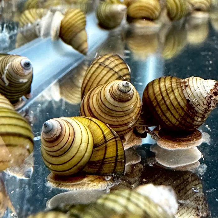 Three Striped Wizard Trapdoor Snails with yellow-brown shells — live freshwater snails
