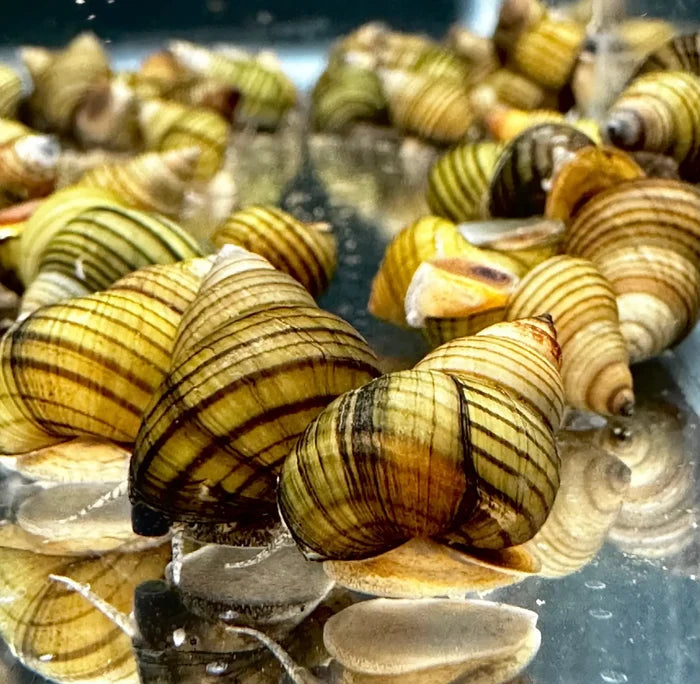 3 Striped Wizard Trapdoor Snails with brown-green striped shells in water