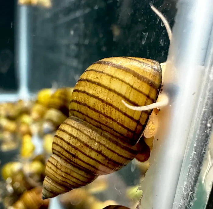 3 striped wizard trapdoor snails with brown striped shells in aquarium tank