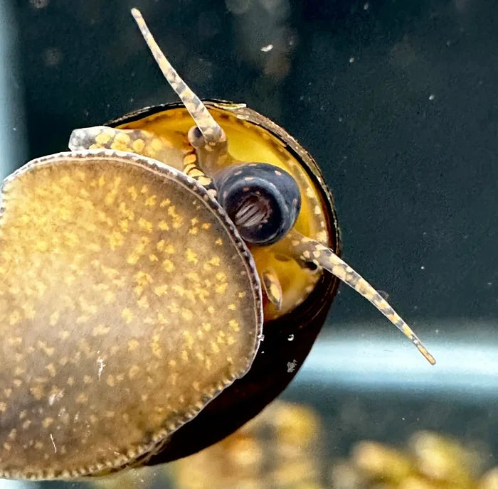 Brown and yellow 3-striped wizard trapdoor snail with black eye