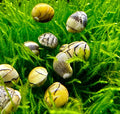 3 virgin nerite snails with yellow and white patterned shells and black markings resting on vibrant green moss