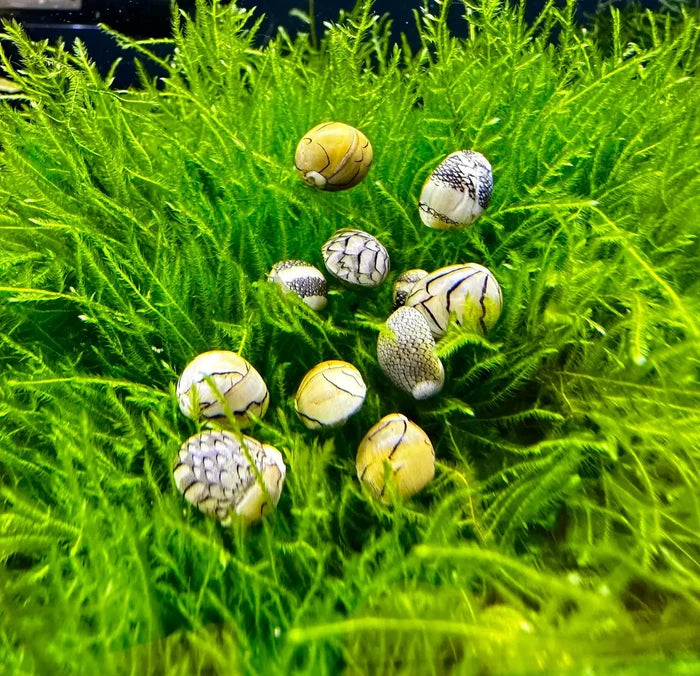Small round virgin nerite snail shells with intricate black and white patterns on vibrant green aquatic plants