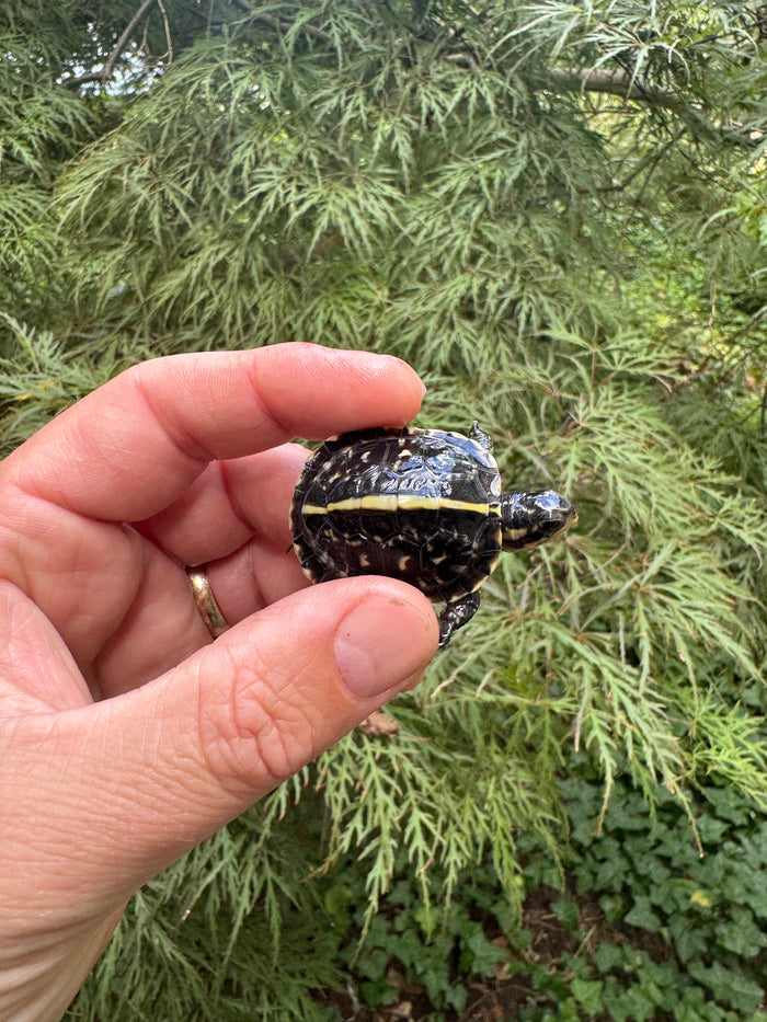 HI YELLOW Florida Box Turtle 2025 #15 (Terrapene baurii)
