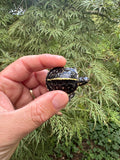 HI YELLOW Florida Box Turtle 2025 #15 (Terrapene baurii)