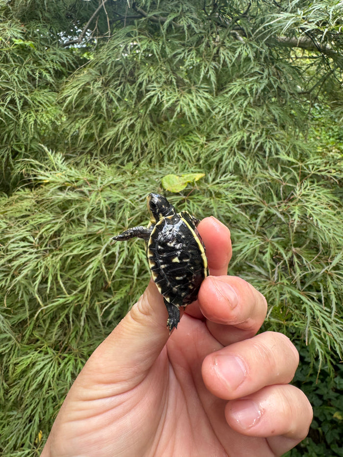 HI YELLOW Florida Box Turtle 2025 #15 (Terrapene baurii)