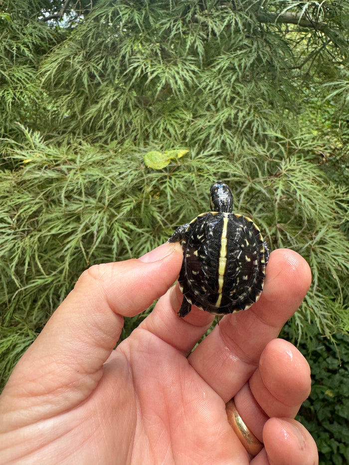 HI YELLOW Florida Box Turtle 2025 #15 (Terrapene baurii)