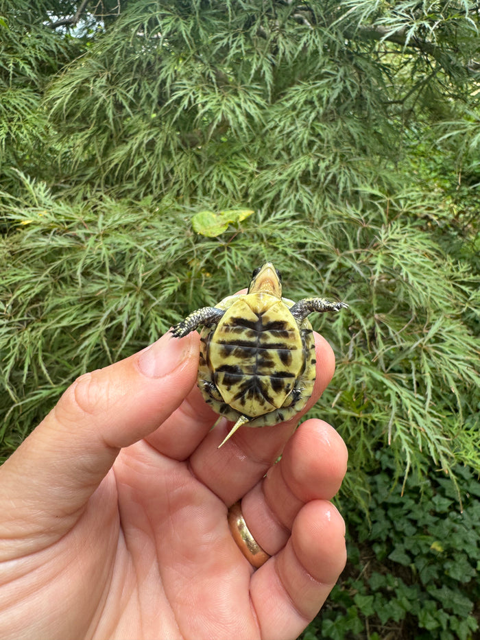 HI YELLOW Florida Box Turtle 2025 #15 (Terrapene baurii)