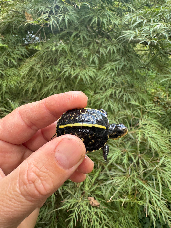 HI YELLOW Florida Box Turtle 2025 #14 (Terrapene baurii)