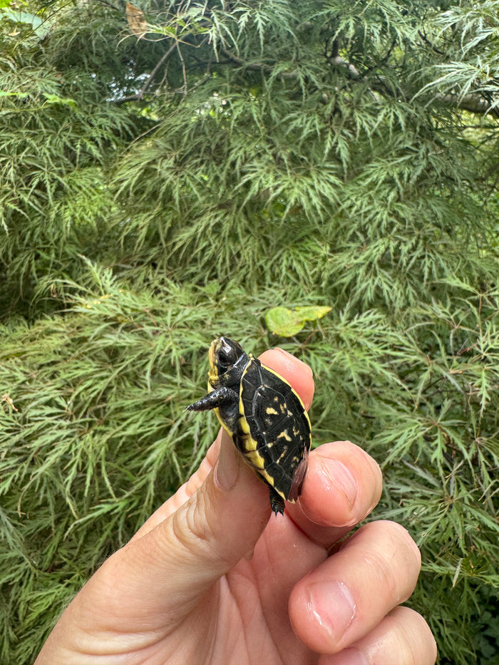 HI YELLOW Florida Box Turtle 2025 #14 (Terrapene baurii)