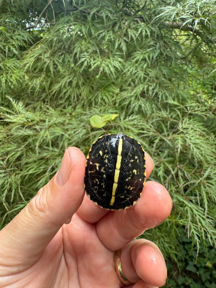 HI YELLOW Florida Box Turtle 2025 #14 (Terrapene baurii)