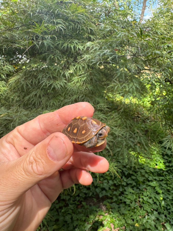 Hi Color Orange Baby Eastern Box Turtle #5 (Terrapene carolina)