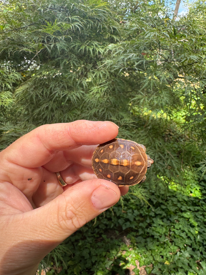 Hi Color Orange Baby Eastern Box Turtle #5 (Terrapene carolina)