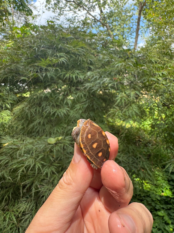 Hi Color Orange Baby Eastern Box Turtle #5 (Terrapene carolina)