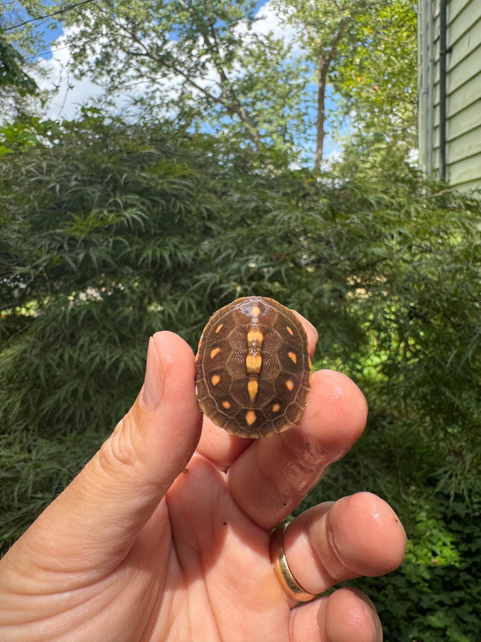 Hi Color Orange Baby Eastern Box Turtle #5 (Terrapene carolina)