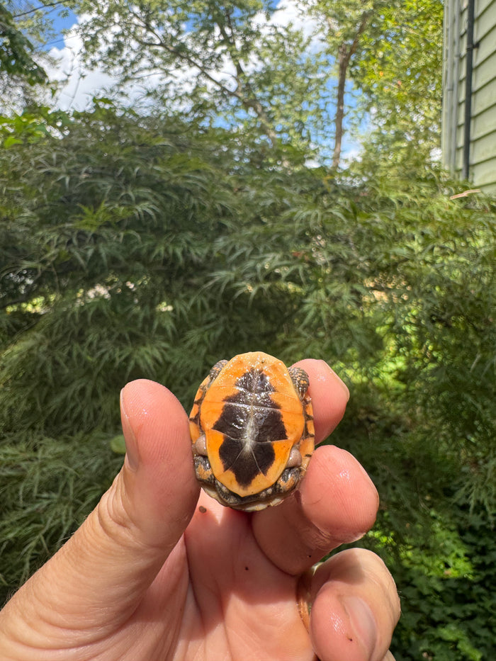 Hi Color Orange Baby Eastern Box Turtle #5 (Terrapene carolina)
