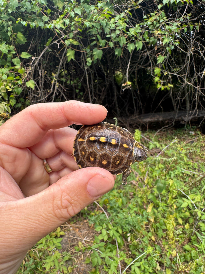 Hi Color Yellow Baby Eastern Box Turtle #3 (Terrapene carolina)