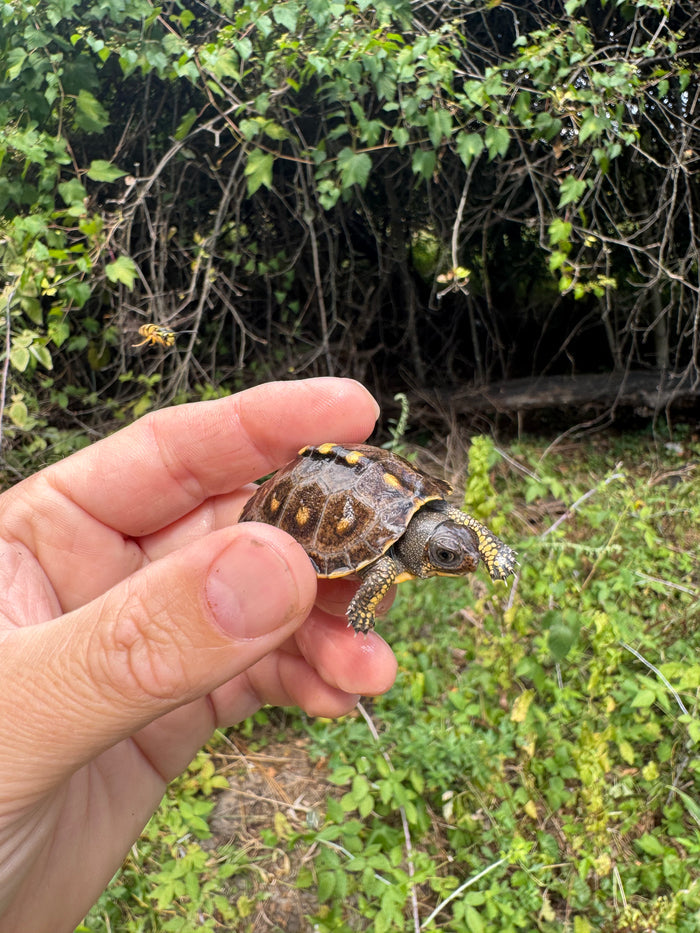 Hi Color Yellow Baby Eastern Box Turtle #3 (Terrapene carolina)