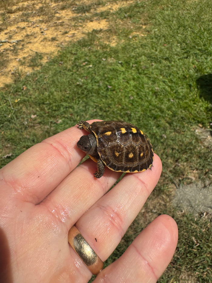 Hi Color Yellow Baby Eastern Box Turtle #3 (Terrapene carolina)