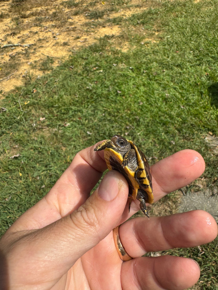 Hi Color Yellow Baby Eastern Box Turtle #3 (Terrapene carolina)