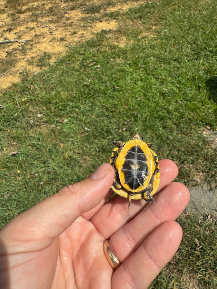 Hi Color Yellow Baby Eastern Box Turtle #3 (Terrapene carolina)