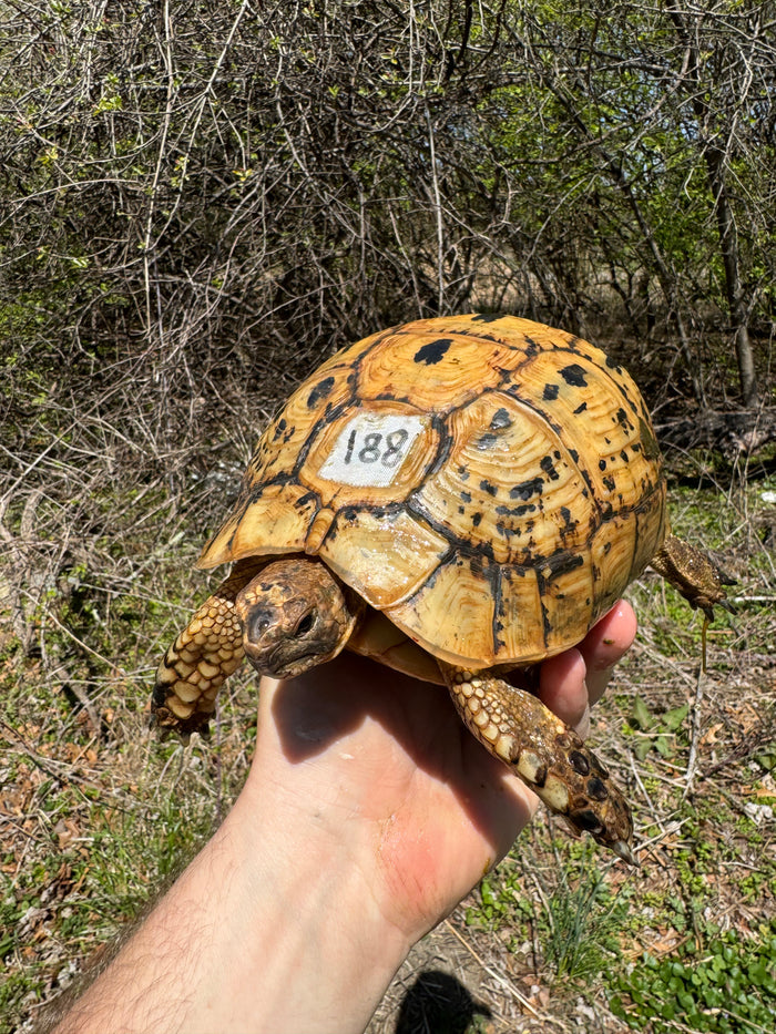 Libyan Greek Tortoise Adult Female #188 (Testudo g. cyrenaica)