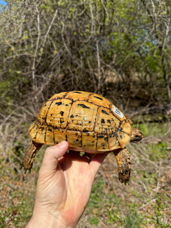 Libyan Greek Tortoise Adult Female #188 (Testudo g. cyrenaica)