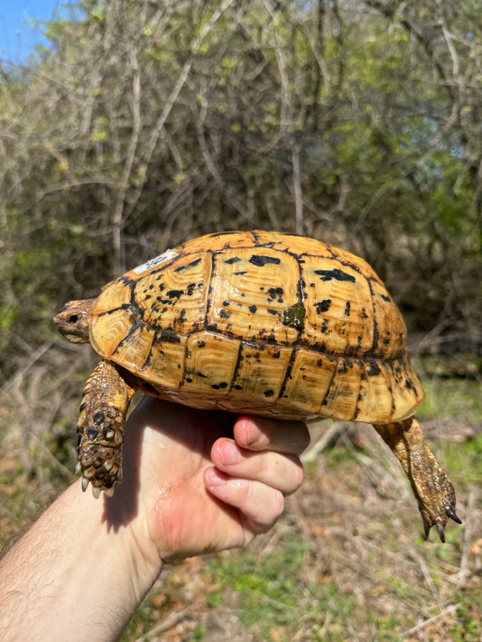 Libyan Greek Tortoise Adult Female #188 (Testudo g. cyrenaica)