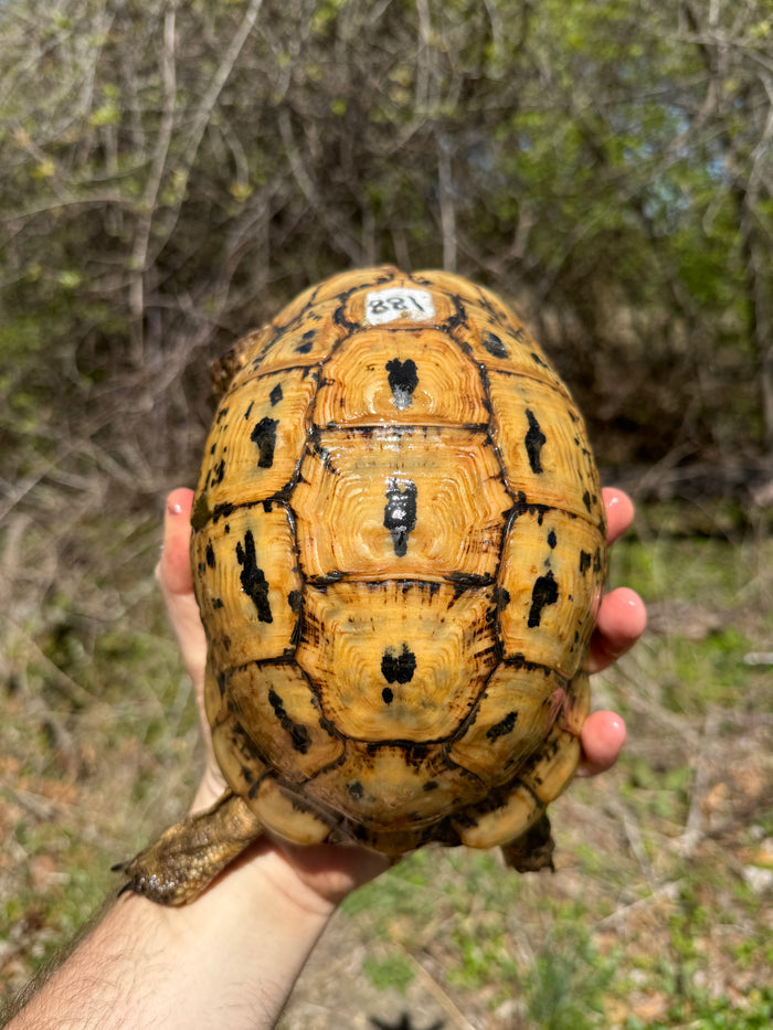 Libyan Greek Tortoise Adult Female #188 (Testudo g. cyrenaica)