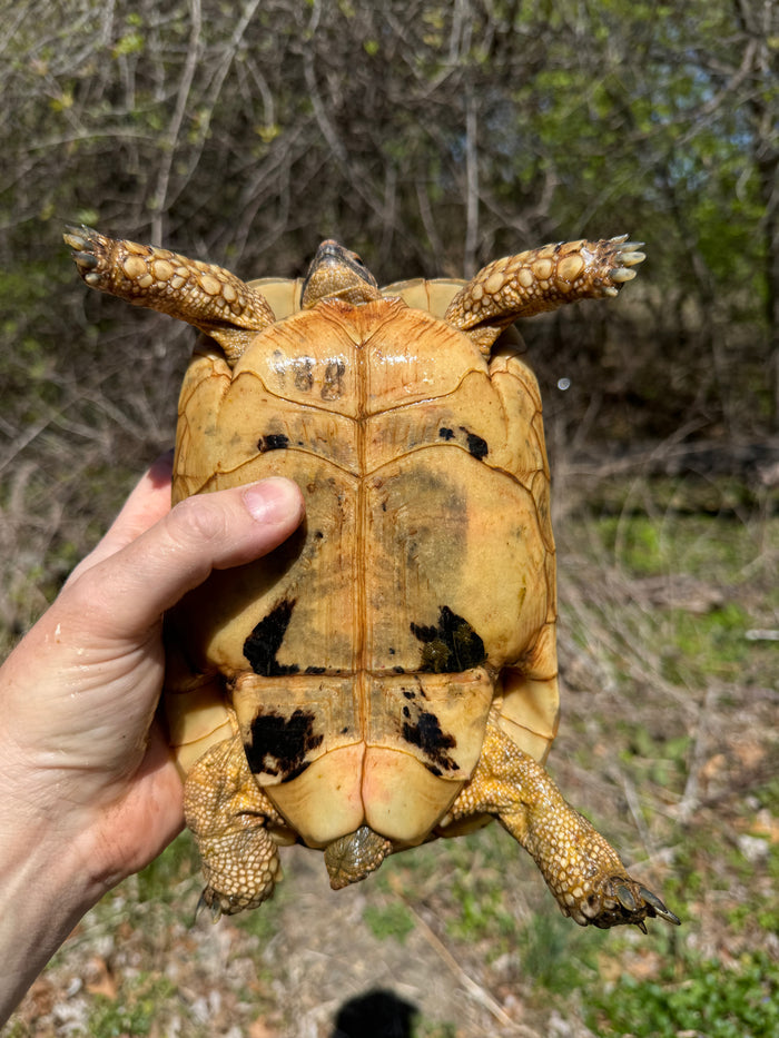 Libyan Greek Tortoise Adult Female #188 (Testudo g. cyrenaica)
