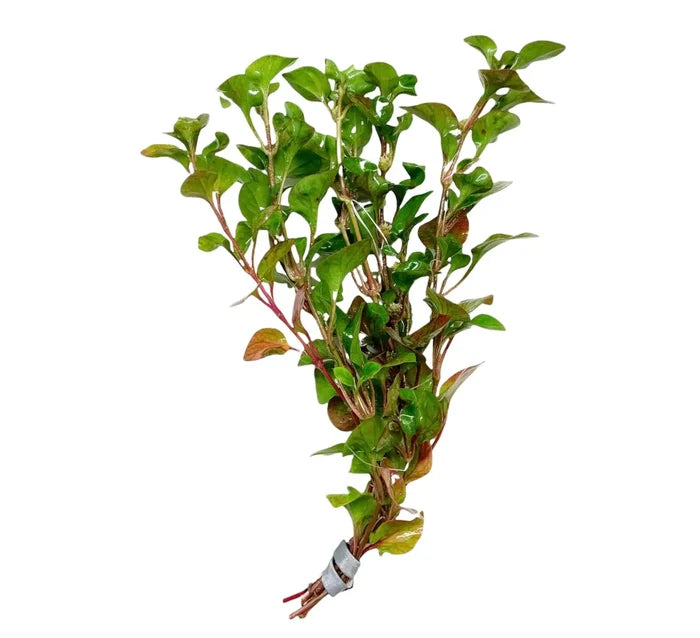 Green Alternanthera Ficoidea Red plant with white plastic ties for aquarium