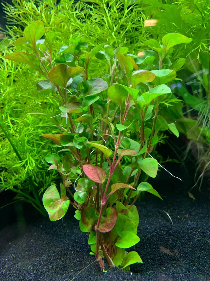 Green Alternanthera Ficoidea Red plant with broad leaves and red stems for aquariums