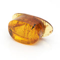 Amber Labret 22mm (7/8")