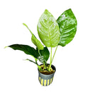 Anubias barteri Broad-Leaf — live potted aquarium plant with broad green leaves
