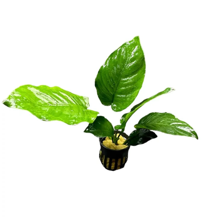 Anubias Barteri Broad-Leaf potted green aquatic plant in black pot