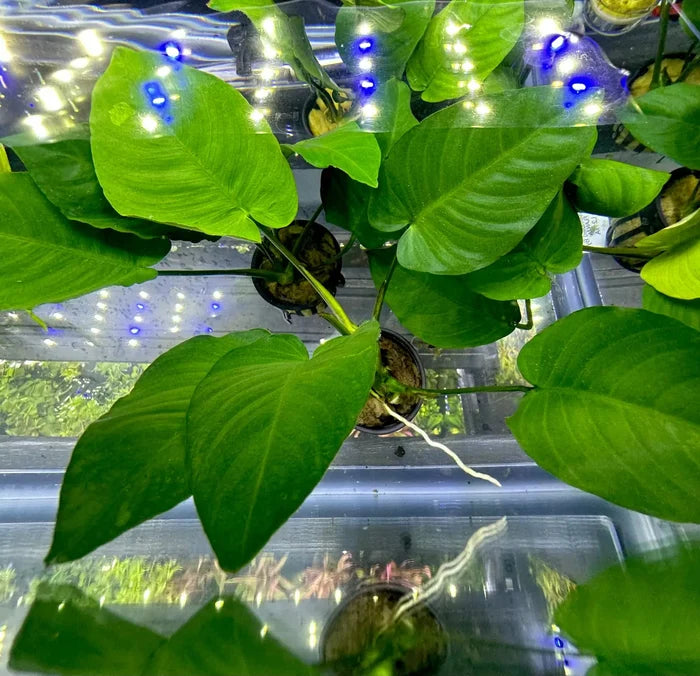 Anubias Barteri Broad-Leaf potted green aquatic plant with broad leaves and white roots floating in water