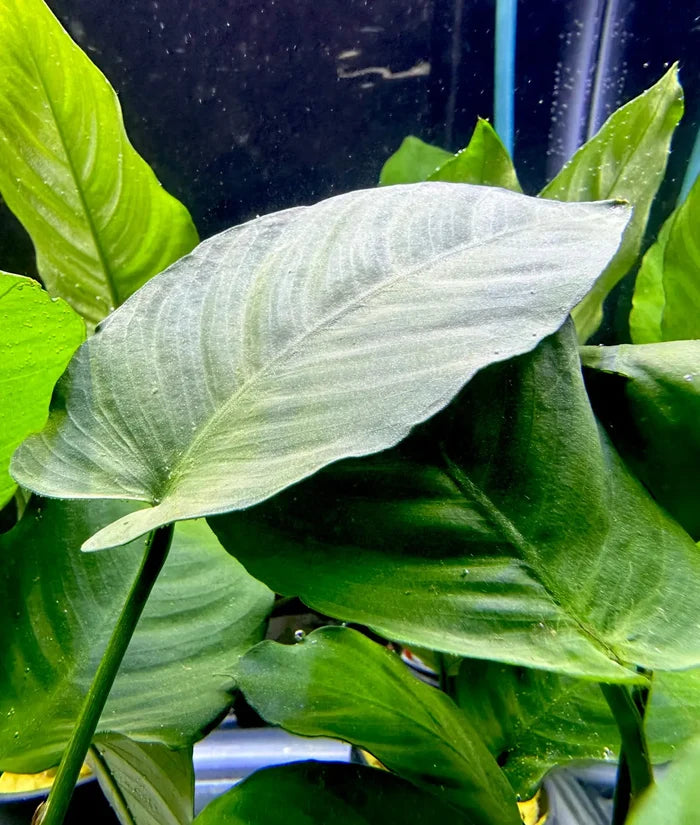 Anubias Barteri Broad-Leaf potted white and green aquatic plant in glass aquarium