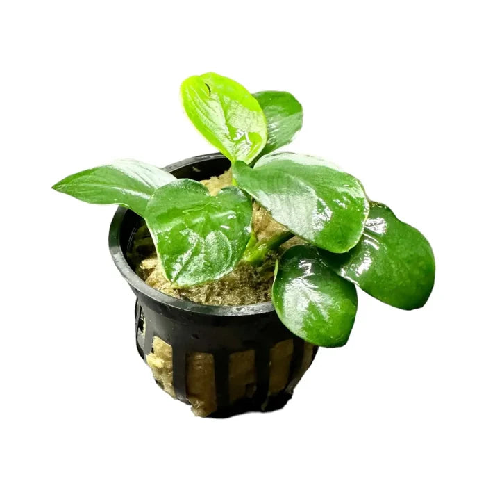 Anubias Nana Thick-Leaf potted plant in black pot with moss