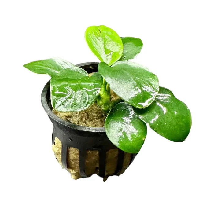 Anubias Nana Thick-Leaf potted plant with green heart-shaped leaves in black pot with gold accents