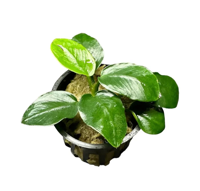 Anubias nana Thick-Leaf — live potted aquarium plant with variegated leaves