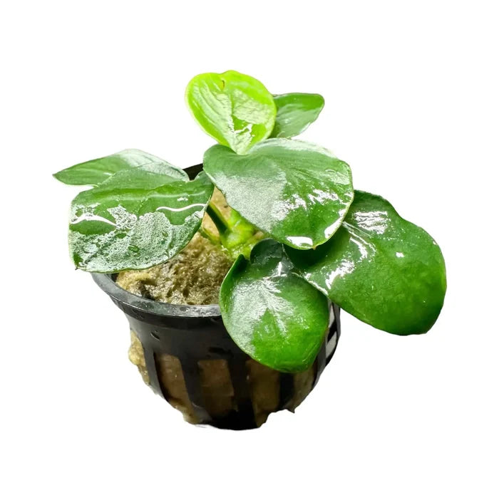 Anubias Nana Thick-Leaf potted green leafy plant with water droplets