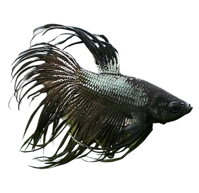 A sleek black orchid betta male fish with iridescent scales and flowing feathery fins